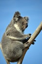 Australian Koala sitting in a gum tree Royalty Free Stock Photo